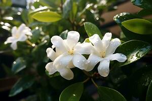 selektiv fokuserade vit jasmin på grön blad bakgrund. ai genererad. foto