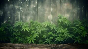 marijuana planter med grå trä bakgrund foto