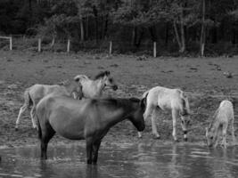 vilda hästar i Westfalen foto