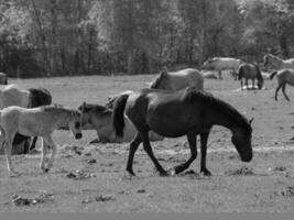 vild hästar och föl foto