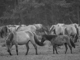 vilda hästar i tyskland foto
