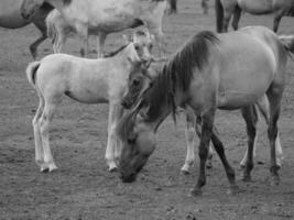 vild hästar i de tysk Westfalen foto