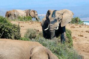 elefanter i addo nationell parkera, söder afrika foto