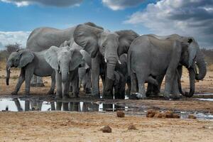 elefanter i etosha nationell parkera namibia foto