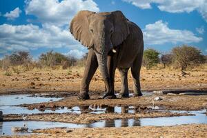 elefant i de etosha nationell parkera, namibia foto