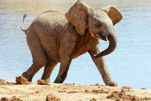 elefanter i addo nationell parkera, söder afrika foto