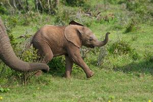 elefanter på addo nationell parkera, söder afrika foto