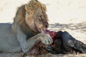 lejon i de kgalagadi gränsöverskridande parkera, söder afrika foto