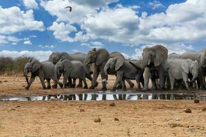 elefant på etosha nationell parkera, namibia foto
