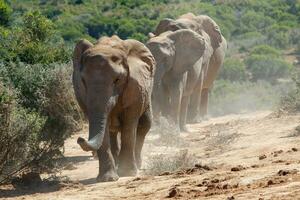 elefanter i addo nationell parkera, söder afrika foto