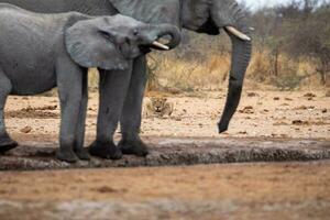 elefanter med lejon i etosha nationell parkera Namibia. foto