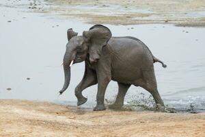 elefanter på hwange nationell parkera, zimbabwe foto