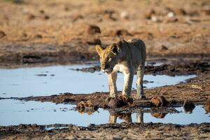 lejon ungar i etosha nationell parkera namibia.tif foto