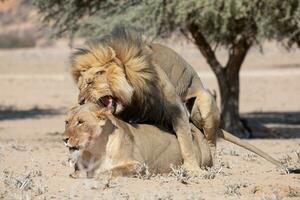 lejon i de kgalagadi gränsöverskridande parkera, söder afrika foto