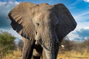 elefant i etosa nationell parkera, namibia foto