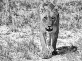 en svart och vit Foto av en lejon gående genom de gräs