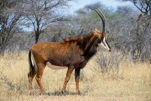 en stor antilop stående i en fält av torr gräs foto