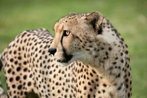 gepard på etosha nationell parkera, namibia foto