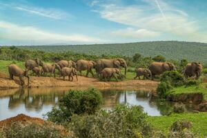 elefanter på addo nationell parkera, söder afrika foto