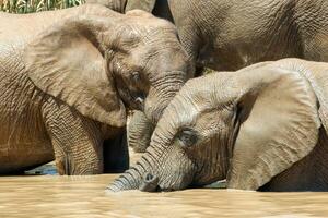 elefant i etosa nationell parkera, namibia foto