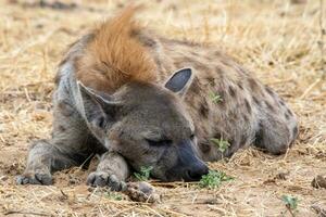 hyena i etosha nationell parkera namibia foto