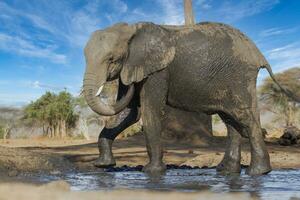 elefant på chobe nationell parkera, botswana foto