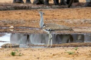 en kori rapp på etosha nationell parkera, namibia foto