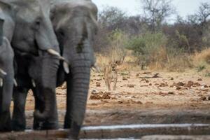 elefanter med lejon i etosha nationell parkera Namibia. foto