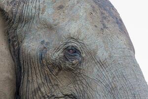 elefant på chobe nationell parkera, botswana foto