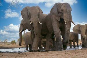 elefanter på hwange nationell parl, zimbabwe foto