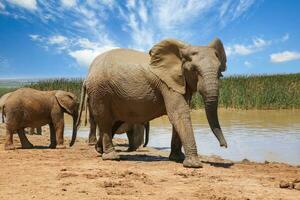 elefanter i addo nationell parkera, söder afrika foto