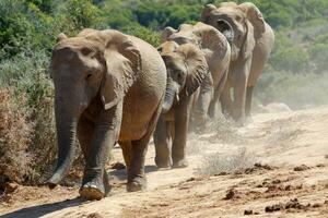 elefanter i addo nationell parkera, söder afrika foto