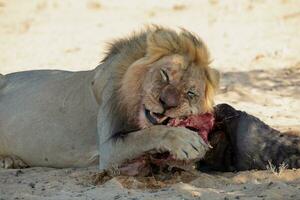 lejon i de kgalagadi gränsöverskridande parkera, söder afrika foto