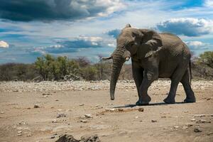 elefant i etosa nationell parkera, namibia foto