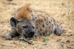 hyena i etosha nationell parkera namibia foto