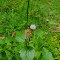 små blommor och grön löv i tropisk länder i sommar. ai-genererad. foto