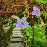 små blommor och grön löv i tropisk länder foto