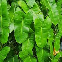 en små växt med grön löv i en tropisk Land. foto