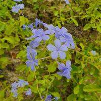 små blommor och grön löv i tropisk länder foto