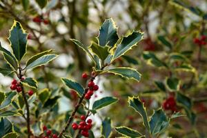 de amerikan järnek, ilex opaca är en arter av järnek, detta buske träd är anses vara både ett vintergröna träd och ett dekorativ träd. foto