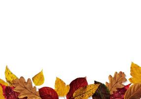 sammansättning av höst färgrik löv på en vit bakgrund kopia Plats foto