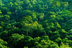 begrepp av jord skydd dag eller miljö- skydd händer till skydda de växande skog foto