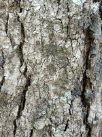 träd bark textur. mango träd bakgrund. gammal trunk mönster. grov trä- hud närbild. foto
