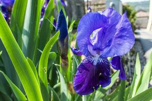 2023 04 23 sossano iris germanica foto