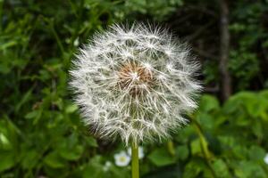 2023 04 29 orgian taraxacum erythrospermum 1 foto