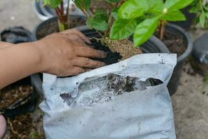 kvinna plantering växter i svart plast kastruller använda sig av de jord för plantering träd. foto