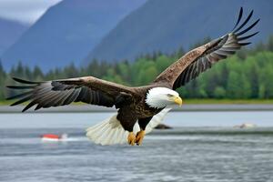 amerikan skallig Örn i flyg. skallig Örn haliaeetus leukocephalus i flyg. ai generativ foto