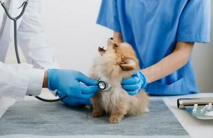 två doktorer är granskning honom. veterinär medicin begrepp. pomeranian i en veterinär klinik. foto