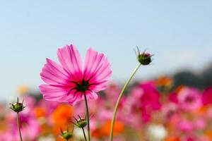 de kosmos blomma bakgrund i de trädgård är planterade som ett dekorativ växt för de där vem tycka om till ta bilder med kosmos blommor till ta en minnesmärke Foto i de omfattande fält av kosmos blommor.