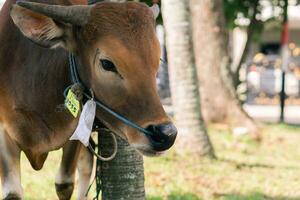 brun ko för Qurbån eller offra festival muslim händelse i by med grön gräs foto